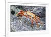 Sally Lightfoot Crab (Grapsus Grapsus), Galapagos, Ecuador, South America-G and M Therin-Weise-Framed Photographic Print