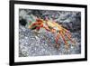 Sally Lightfoot Crab (Grapsus Grapsus), Galapagos, Ecuador, South America-G and M Therin-Weise-Framed Photographic Print