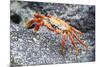Sally Lightfoot Crab (Grapsus Grapsus), Galapagos, Ecuador, South America-G and M Therin-Weise-Mounted Photographic Print