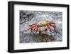 Sally Lightfoot Crab (Grapsus Grapsus), Galapagos, Ecuador, South America-G and M Therin-Weise-Framed Photographic Print