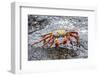 Sally Lightfoot Crab (Grapsus Grapsus), Galapagos, Ecuador, South America-G and M Therin-Weise-Framed Photographic Print