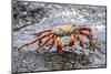 Sally Lightfoot Crab (Grapsus Grapsus), Galapagos, Ecuador, South America-G and M Therin-Weise-Mounted Photographic Print