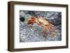 Sally Lightfoot Crab (Grapsus Grapsus), Galapagos, Ecuador, South America-G and M Therin-Weise-Framed Photographic Print