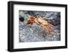 Sally Lightfoot Crab (Grapsus Grapsus), Galapagos, Ecuador, South America-G and M Therin-Weise-Framed Photographic Print