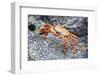 Sally Lightfoot Crab (Grapsus Grapsus), Galapagos, Ecuador, South America-G and M Therin-Weise-Framed Photographic Print