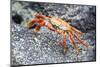 Sally Lightfoot Crab (Grapsus Grapsus), Galapagos, Ecuador, South America-G and M Therin-Weise-Mounted Photographic Print