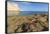 Sally Lightfoot Crab (Grapsus Grapsus), Moulted Exoskeleton at Punta Colorado, Baja California Sur-Michael Nolan-Framed Stretched Canvas