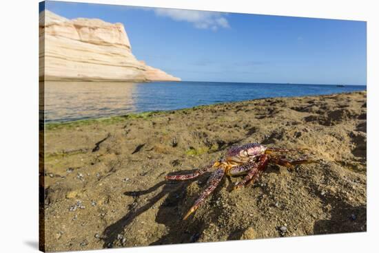 Sally Lightfoot Crab (Grapsus Grapsus), Moulted Exoskeleton at Punta Colorado, Baja California Sur-Michael Nolan-Stretched Canvas