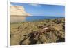 Sally Lightfoot Crab (Grapsus Grapsus), Moulted Exoskeleton at Punta Colorado, Baja California Sur-Michael Nolan-Framed Photographic Print