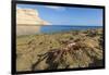 Sally Lightfoot Crab (Grapsus Grapsus), Moulted Exoskeleton at Punta Colorado, Baja California Sur-Michael Nolan-Framed Photographic Print