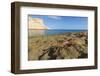 Sally Lightfoot Crab (Grapsus Grapsus), Moulted Exoskeleton at Punta Colorado, Baja California Sur-Michael Nolan-Framed Photographic Print