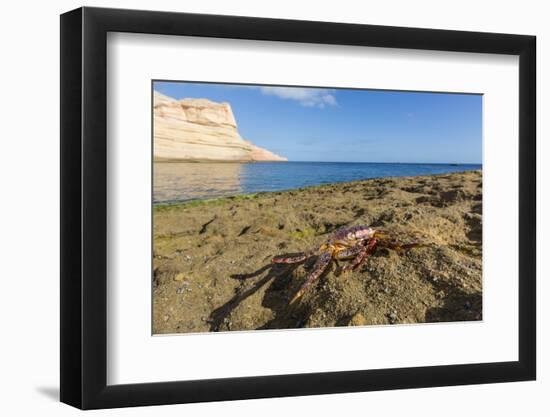 Sally Lightfoot Crab (Grapsus Grapsus), Moulted Exoskeleton at Punta Colorado, Baja California Sur-Michael Nolan-Framed Photographic Print