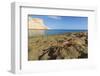 Sally Lightfoot Crab (Grapsus Grapsus), Moulted Exoskeleton at Punta Colorado, Baja California Sur-Michael Nolan-Framed Photographic Print