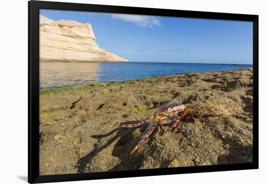 Sally Lightfoot Crab (Grapsus Grapsus), Moulted Exoskeleton at Punta Colorado, Baja California Sur-Michael Nolan-Framed Premium Photographic Print