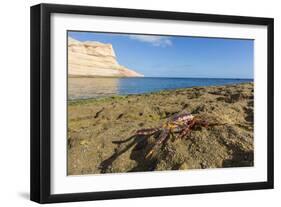 Sally Lightfoot Crab (Grapsus Grapsus), Moulted Exoskeleton at Punta Colorado, Baja California Sur-Michael Nolan-Framed Photographic Print