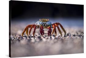 Sally Lightfoot Crab (Grapsus Grapsus) On Beach, Isabela Island, Galapagos, Ecuador. May-Ross Hoddinott-Stretched Canvas