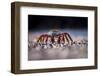 Sally Lightfoot Crab (Grapsus Grapsus) On Beach, Isabela Island, Galapagos, Ecuador. May-Ross Hoddinott-Framed Photographic Print