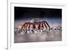 Sally Lightfoot Crab (Grapsus Grapsus) On Beach, Isabela Island, Galapagos, Ecuador. May-Ross Hoddinott-Framed Photographic Print