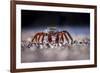 Sally Lightfoot Crab (Grapsus Grapsus) On Beach, Isabela Island, Galapagos, Ecuador. May-Ross Hoddinott-Framed Photographic Print