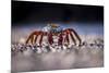 Sally Lightfoot Crab (Grapsus Grapsus) On Beach, Isabela Island, Galapagos, Ecuador. May-Ross Hoddinott-Mounted Photographic Print