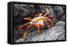 Sally Lightfoot Crab (Grapsus Grapsus) Preparing to Shed its Exoskeleton in Urbina Bay-Michael Nolan-Framed Stretched Canvas