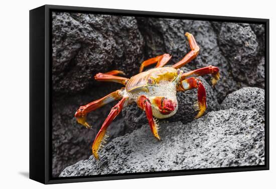 Sally Lightfoot Crab (Grapsus Grapsus) Preparing to Shed its Exoskeleton in Urbina Bay-Michael Nolan-Framed Stretched Canvas