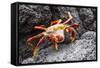 Sally Lightfoot Crab (Grapsus Grapsus) Preparing to Shed its Exoskeleton in Urbina Bay-Michael Nolan-Framed Stretched Canvas