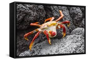 Sally Lightfoot Crab (Grapsus Grapsus) Preparing to Shed its Exoskeleton in Urbina Bay-Michael Nolan-Framed Stretched Canvas