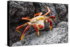 Sally Lightfoot Crab (Grapsus Grapsus) Preparing to Shed its Exoskeleton in Urbina Bay-Michael Nolan-Stretched Canvas