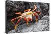 Sally Lightfoot Crab (Grapsus Grapsus) Preparing to Shed its Exoskeleton in Urbina Bay-Michael Nolan-Stretched Canvas