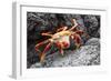 Sally Lightfoot Crab (Grapsus Grapsus) Preparing to Shed its Exoskeleton in Urbina Bay-Michael Nolan-Framed Photographic Print