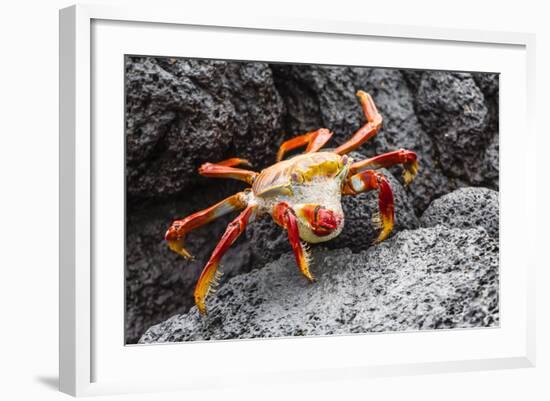 Sally Lightfoot Crab (Grapsus Grapsus) Preparing to Shed its Exoskeleton in Urbina Bay-Michael Nolan-Framed Photographic Print