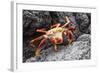 Sally Lightfoot Crab (Grapsus Grapsus) Preparing to Shed its Exoskeleton in Urbina Bay-Michael Nolan-Framed Photographic Print