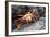 Sally Lightfoot Crab (Grapsus Grapsus) Preparing to Shed its Exoskeleton in Urbina Bay-Michael Nolan-Framed Photographic Print