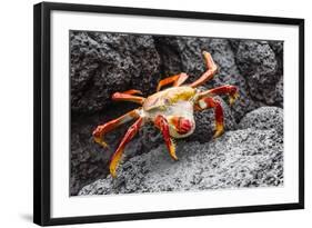 Sally Lightfoot Crab (Grapsus Grapsus) Preparing to Shed its Exoskeleton in Urbina Bay-Michael Nolan-Framed Photographic Print