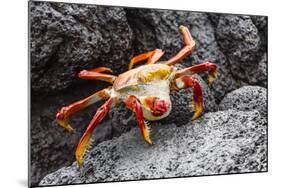 Sally Lightfoot Crab (Grapsus Grapsus) Preparing to Shed its Exoskeleton in Urbina Bay-Michael Nolan-Mounted Photographic Print