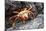 Sally Lightfoot Crab (Grapsus Grapsus) Preparing to Shed its Exoskeleton in Urbina Bay-Michael Nolan-Mounted Photographic Print