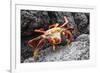 Sally Lightfoot Crab (Grapsus Grapsus) Preparing to Shed its Exoskeleton in Urbina Bay-Michael Nolan-Framed Photographic Print