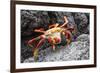 Sally Lightfoot Crab (Grapsus Grapsus) Preparing to Shed its Exoskeleton in Urbina Bay-Michael Nolan-Framed Photographic Print