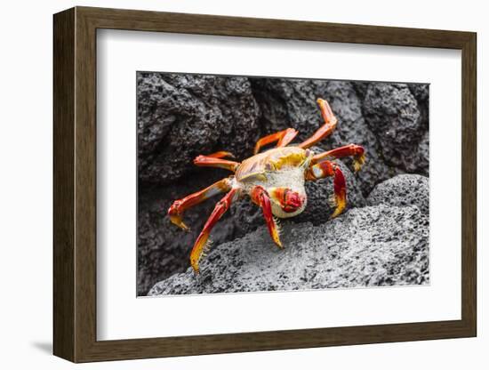 Sally Lightfoot Crab (Grapsus Grapsus) Preparing to Shed its Exoskeleton in Urbina Bay-Michael Nolan-Framed Photographic Print