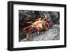 Sally Lightfoot Crab (Grapsus Grapsus) Preparing to Shed its Exoskeleton in Urbina Bay-Michael Nolan-Framed Photographic Print