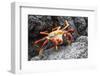 Sally Lightfoot Crab (Grapsus Grapsus) Preparing to Shed its Exoskeleton in Urbina Bay-Michael Nolan-Framed Photographic Print