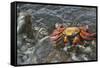 Sally Lightfoot Crab in Flowing Water-DLILLC-Framed Stretched Canvas