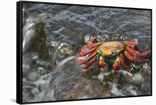 Sally Lightfoot Crab in Flowing Water-DLILLC-Framed Stretched Canvas
