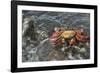 Sally Lightfoot Crab in Flowing Water-DLILLC-Framed Photographic Print