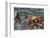 Sally Lightfoot Crab in Flowing Water-DLILLC-Framed Photographic Print