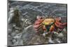 Sally Lightfoot Crab in Flowing Water-DLILLC-Mounted Photographic Print