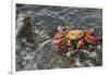 Sally Lightfoot Crab in Flowing Water-DLILLC-Framed Photographic Print