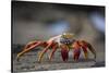 Sally Lightfoot Crab in the Galapagos Islands-null-Stretched Canvas