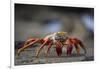 Sally Lightfoot Crab in the Galapagos Islands-null-Framed Photographic Print